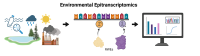Environmental epitranscriptomics chart showing environmental exposures, genes and then charts